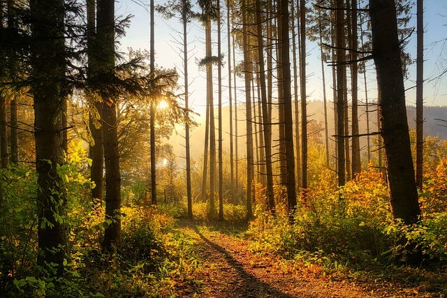 Metsäpolku aurinko